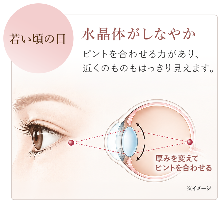 若い頃の目が近くへピントを合わせる仕組み